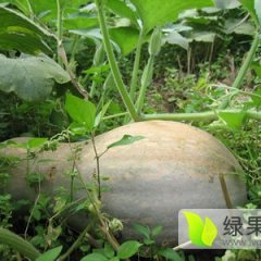 君山南瓜口感粉、甜，水份足