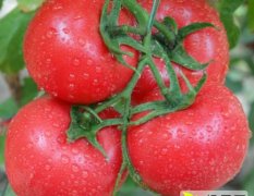 越冬耐低温西红柿 西亚德 耐寒硬粉番茄品种