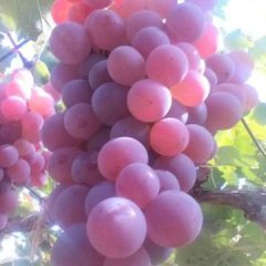 2016涿鹿葡萄再不来就没机会了！