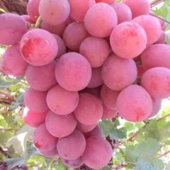 2016涿鹿葡萄今年价格有看点