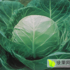 蔚县甘蓝名优产品王喜洞谭强诚信合作