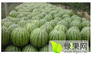 翁牛特旗西瓜其口感好，糖度高，种植面积大