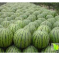 翁牛特旗西瓜其口感好，糖度高，种植面积大