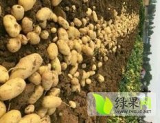 2016喀喇沁旗土豆抓住商机无限