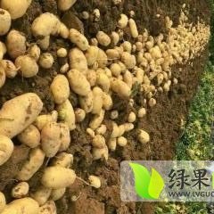 2016喀喇沁旗土豆抓住商机无限