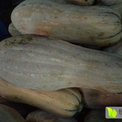 当阳南瓜欢迎合作淯溪李勇诚信合作