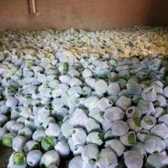 2016昌黎甘蓝值得出手