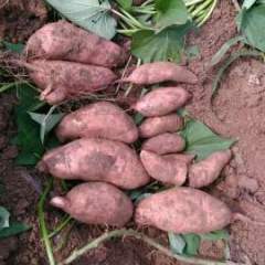 河北武邑龙署九号红薯绿色无公害