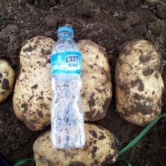 2016围场土豆今年价格有看点