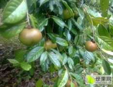 超级巨型大果红花油茶树会高收益合作巨型果油
