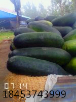 山东优质子弹头黑皮冬瓜大量上市