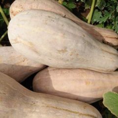 松滋老城镇林成合作社8月金韩蜜本南瓜