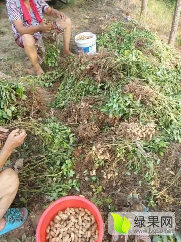 2016年山东夏津花生价格