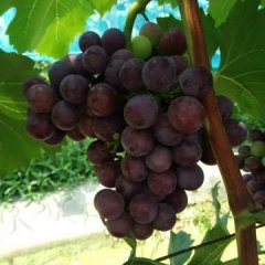 2016沛县葡萄俏销大江南北