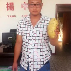 公主岭土豆上货量大,八屋孙志民诚信合作