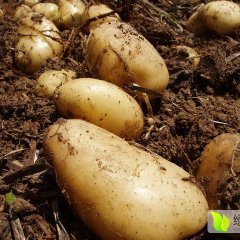 围场宝元罗利军9月荷兰十五土豆