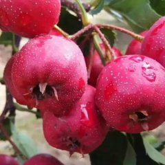 优惠供应优质山楂，大金星，大棉球，大五楞等