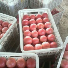 乐亭胡坨梁晓贺8月硬粉西红柿