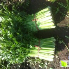 2017博兴芹菜价格适宜店子许延伟诚信合作