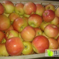 2016临猗苹果值得出手