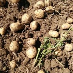 吉林公主岭延薯四号土豆长势旺盛