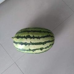 内蒙古翁牛特旗金城5号西瓜早买早赚