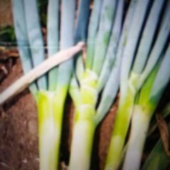 2016平度大葱价格波动不大