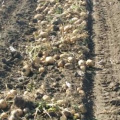 大量延薯四号正事上市品质保证值得信赖