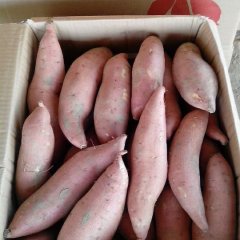 雄县红薯营养丰富雄县小张诚信合作