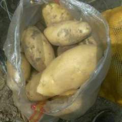 2016围场土豆值得出手