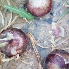 民勤洋葱王多清诚信合作