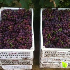 河北永年巨峰葡萄火爆招商中