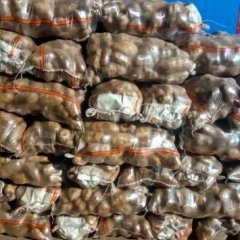 围场 荷兰十五土豆