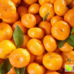 南丰白舍黄生9月南丰蜜桔柑橘