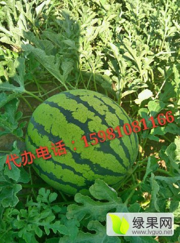 2016年吉林公主岭地雷瓜价格