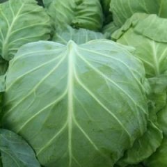 河北坝上蔬菜上市啦！