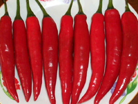山东金乡大量供应优质金塔、三樱椒、。