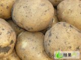 2016扶余土豆现在订货有惊喜
