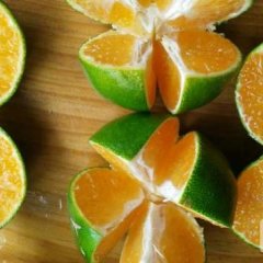 广西富川温州密柑柑橘品质优良