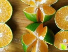 广西富川温州密柑柑橘品质优良