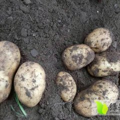 2016公主岭土豆收购工作全面开展