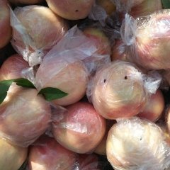 临猗/山西钟涛8月嘎啦苹果