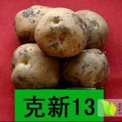 黑龙江肇源大量出售克新13土豆