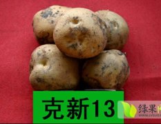 黑龙江肇源大量出售克新13土豆