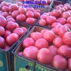 北票西红柿产销两旺庄头小楠诚信合作