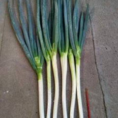烟台莱州有好葱待售，铁杆大葱