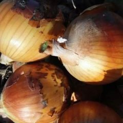 甘肃黄皮洋葱已上市