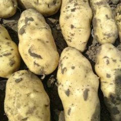 目前正值河北围场土豆上市旺季