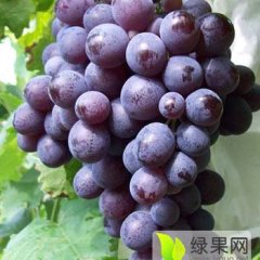 坊子葡萄产销两旺,黄旗周诚信合作