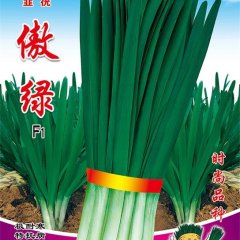 扶沟韭菜产销两旺